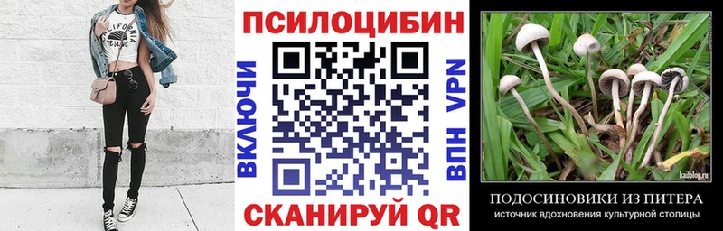 Купить  Жердевка  Псилоцибиновые грибы Psilocybine cubensis 